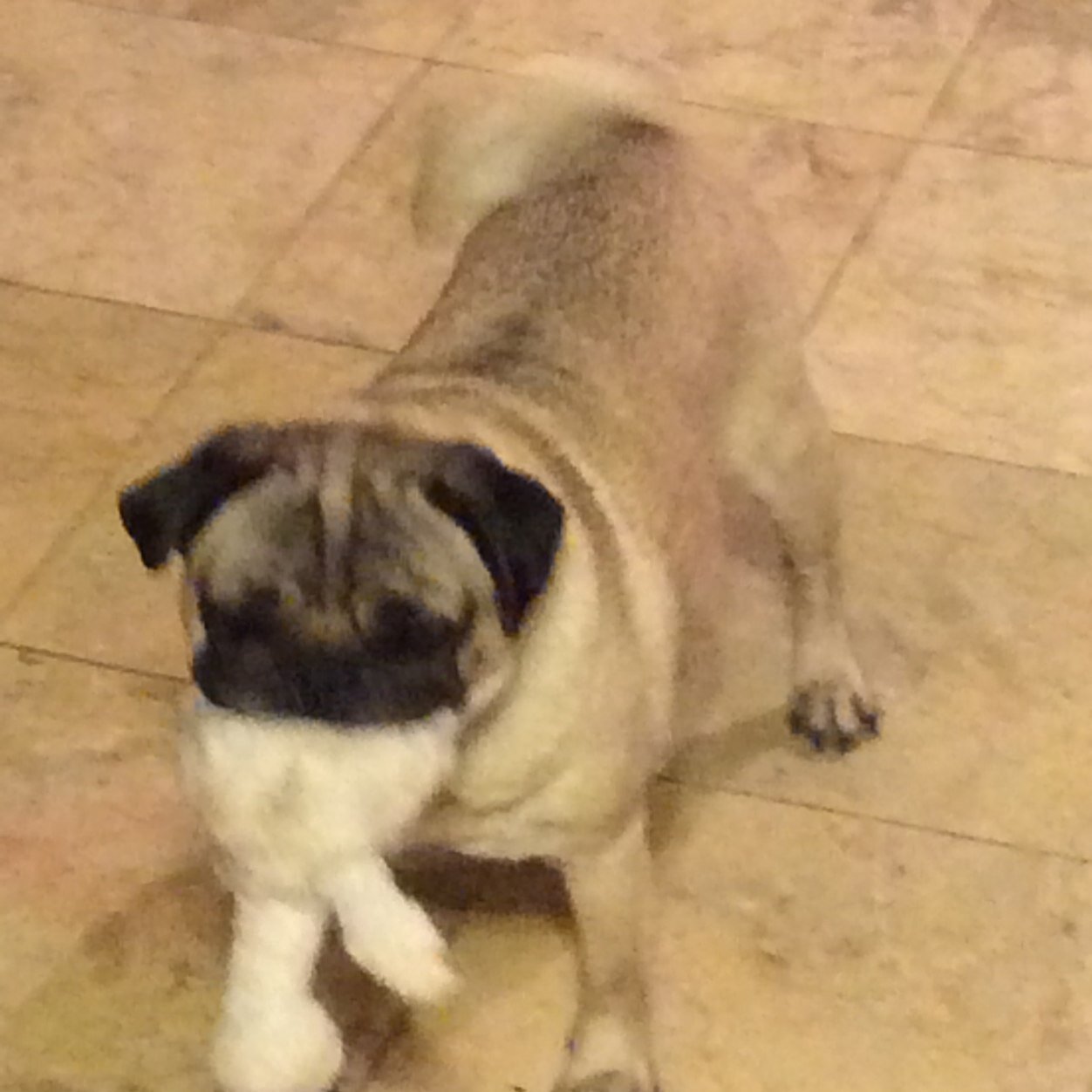 cozycontent's profile picture. 