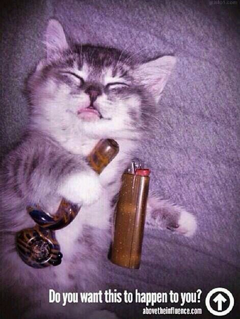 _trippy_kitty_'s profile picture. i enjoy not being sober.