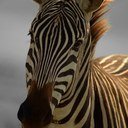 Veterinarian, interested in the responsible development possibilities for communities that live on the boundaries of the worlds remaining wildlife areas.