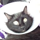 i love simon and bagheera