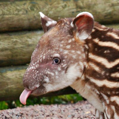 baby tapirs (@babytapirs) / Twitter
