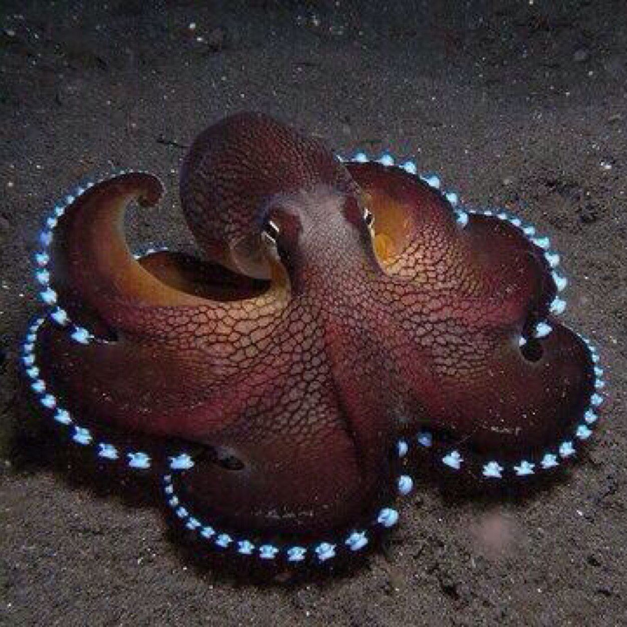 CnAK4730's profile picture. 