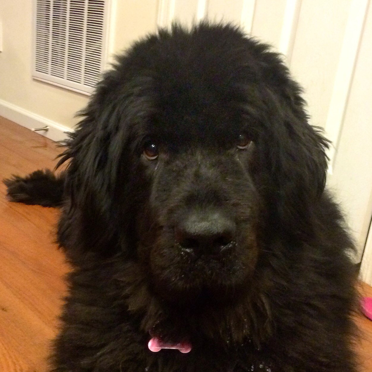 Mgr of a funeral supply co. by day, aspiring iOS developer by night! Christian, devoted husband & father of 3 beautiful girls - 2 human & 1 Newfy