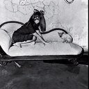 i'm a cat,i'm using u 4 luv