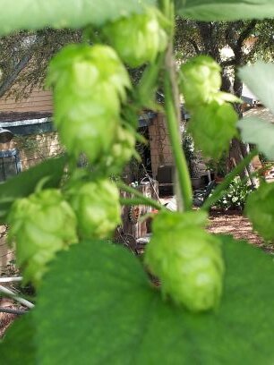 trinKbier55's profile picture. 