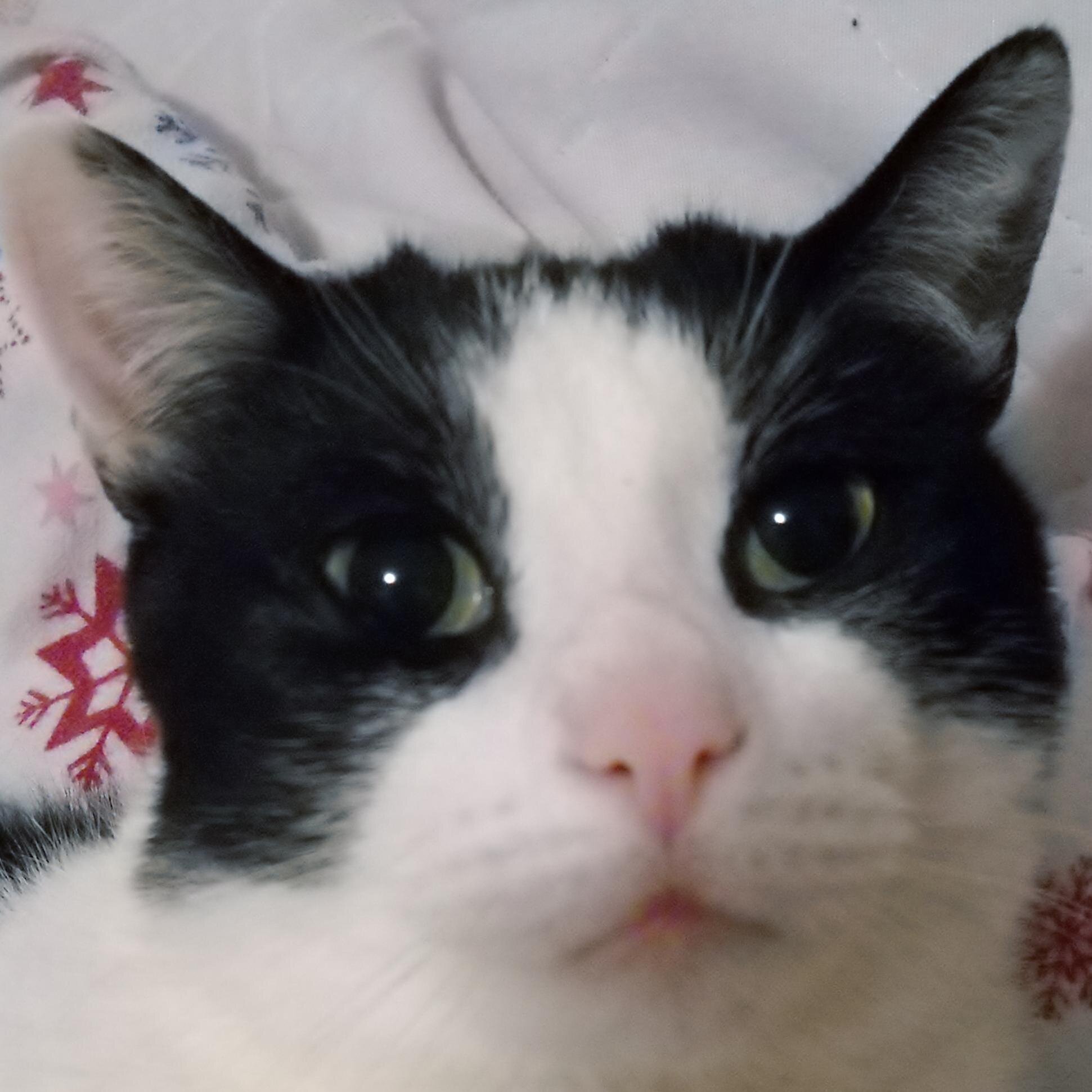 Takin' life slowly, 1 crunchy at a time. Follow me fur some catastic advice =^.^= ฅ^•ﻌ•^ฅ