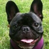 chipwho (@chipwho) 's Twitter Profile