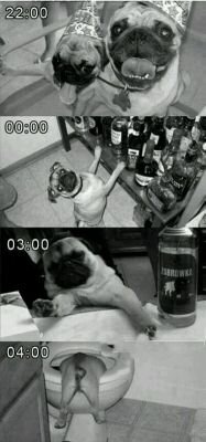 canmed01's profile picture. veterinario orgulloso y feliz con la vida