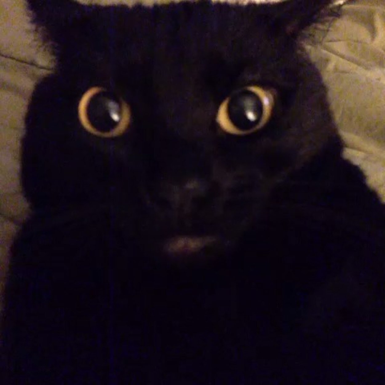 Sheg am the coolest cat in town