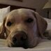 RangerDangerTheDog (@darangerdog) Twitter profile photo RangerDangerTheDog (@darangerdog) Twitter profile photo
