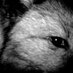 Chriz (@nightwolf2k) Twitter profile photo Chriz (@nightwolf2k) Twitter profile photo