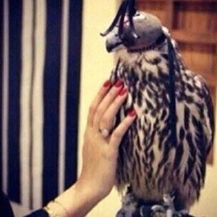 wardt_alhiah's profile picture. (بقميييه مطنووووخه)