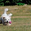 wolf_Sti's profile picture. Rentner :) Ostwestfale. Geboren im Kohlenpott als er noch einer war. Schaut gern mal nach HL. Vernarrt in kleinen weissen Hund. Liebt Behaglichkeit.