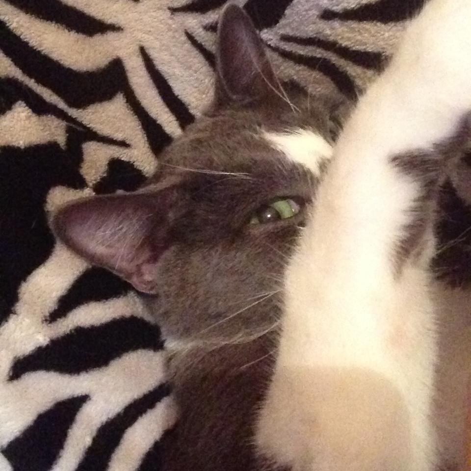 I'm a cat, yo.