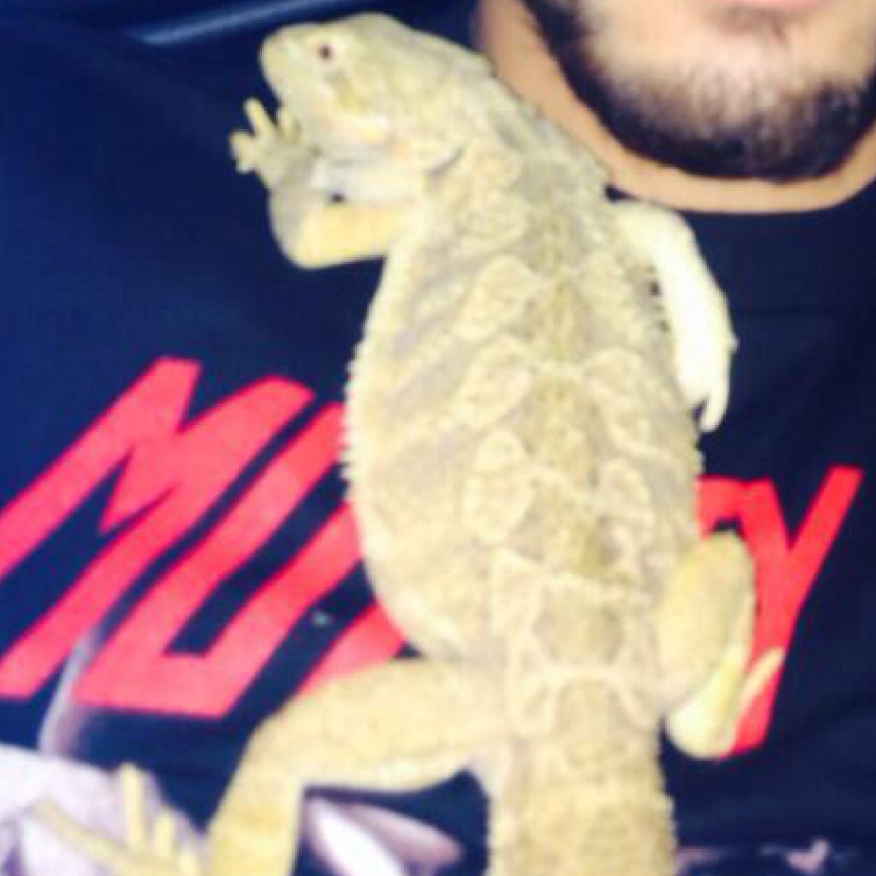 im zayn's pet lizard
