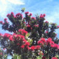 Kim Yates (@drkimnz) 's Twitter Profile