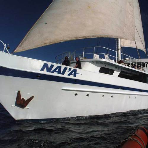 Dive Fiji and Beyond. Explore our world-class liveaboard diving adventures in Fiji, Tonga and the Phoenix Islands. The finest since 1993.
