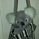 Koala Lui (@014pq) Twitter