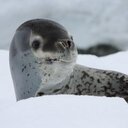 lynn saul - @lynn_saul - Twitter