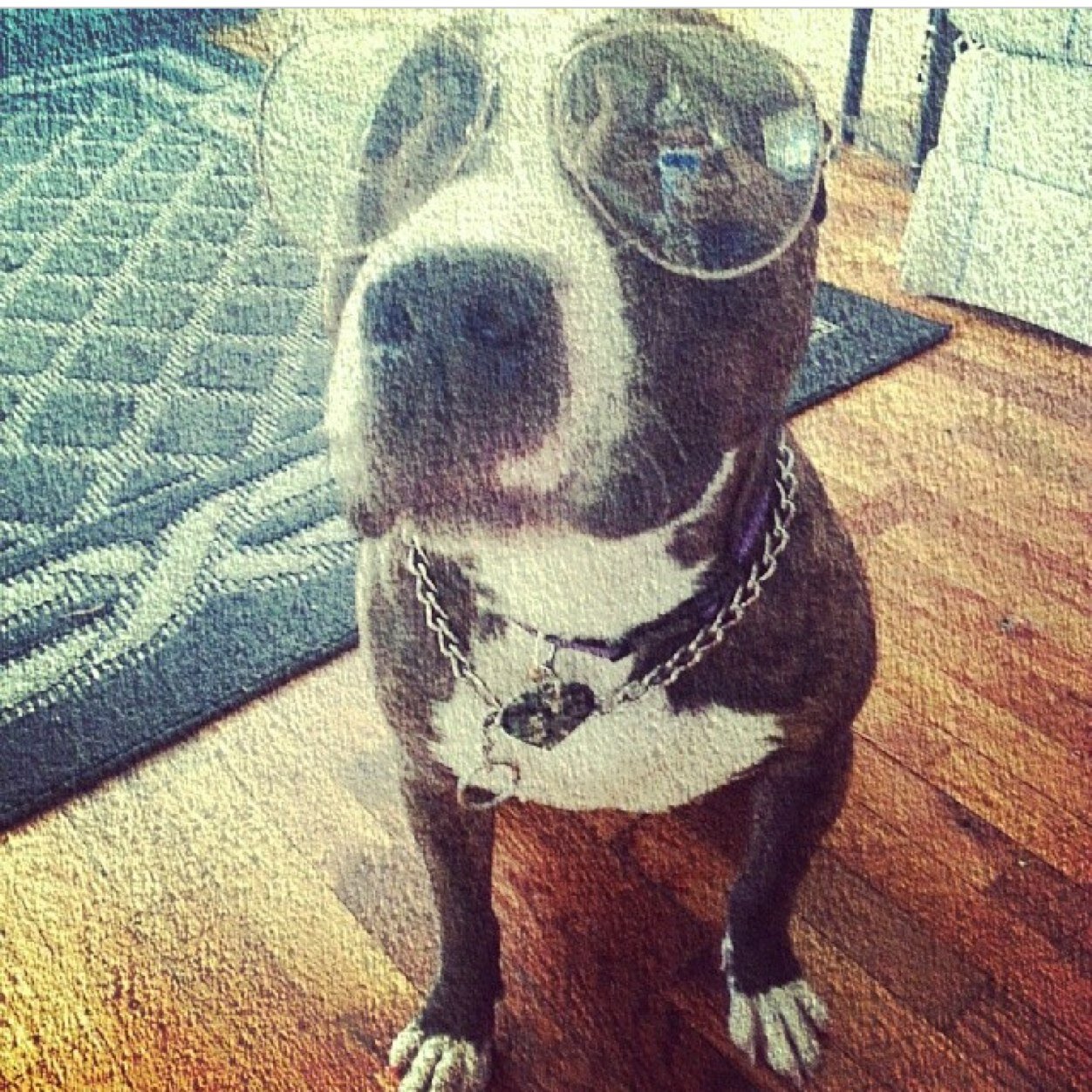 pitsarelife1's profile picture. I love ❤️ love pitbulls,bullys,staffies etc so if you share my love for these amazing breed follow my page!!!!:)