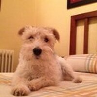 Rafael Vaquero (@ravaluis) 's Twitter Profile