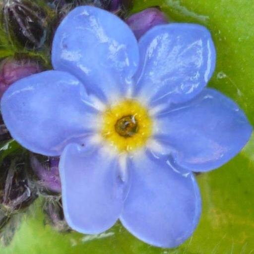 RainbowBoxGifts's profile picture. Helper, healer, baker, amateur photographer, wife, mother, gardener, singer, teacher, eclectic tweeter!