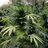 cannabismari_dp's profile image