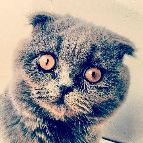 pisocek's profile picture. 