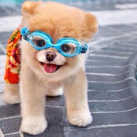 Adorable Animals (@ANIMALPlCTURES) | Twitter
