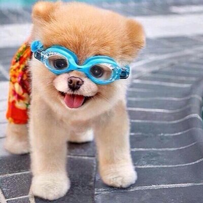 Cute Animal Pictures (@ANIMALPlCTURES) / Twitter Cute Animal Pictures (@ANIMALPlCTURES) / Twitter