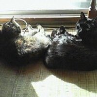 chieko⁷ (@chiekomn) 's Twitter Profile