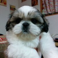 しづえ (@sizneko_s) 's Twitter Profile Photo