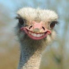 fuckingCubicles's profile picture. Workaholic sitting in my fucking cubicle all day long. Boring workbuds, shitty coffe and there is this fucker Earl