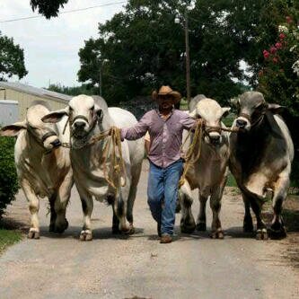 Miguel_6000's profile picture. Caroreño