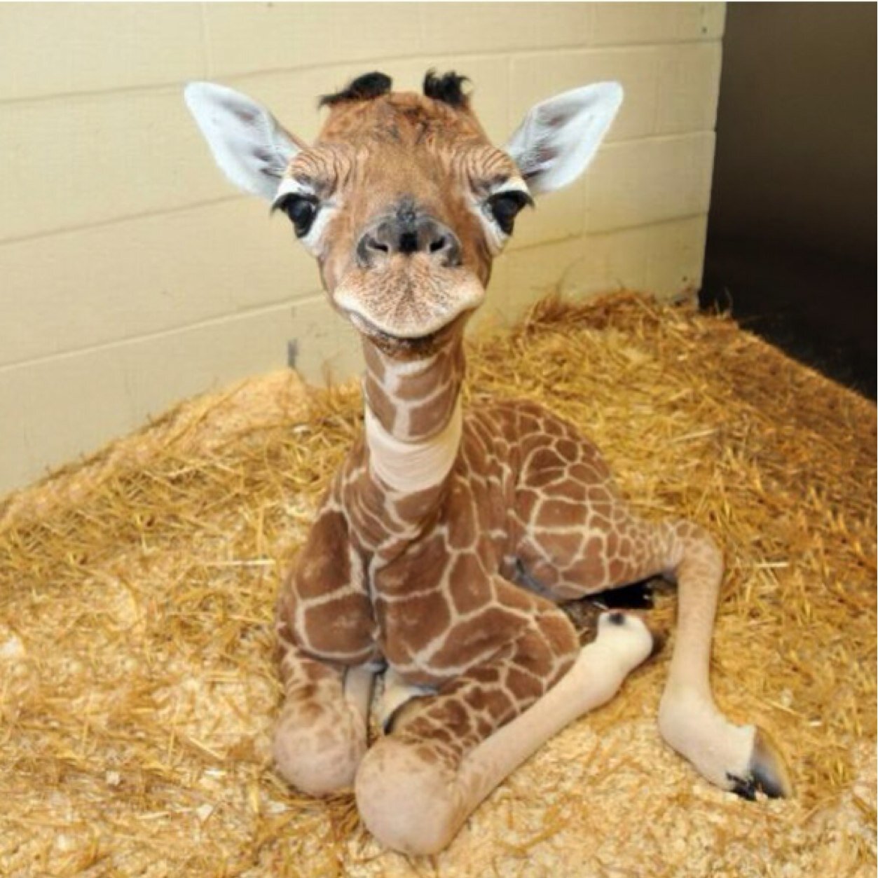 Cute_animal1's profile picture. 