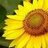 s_ila's profile image