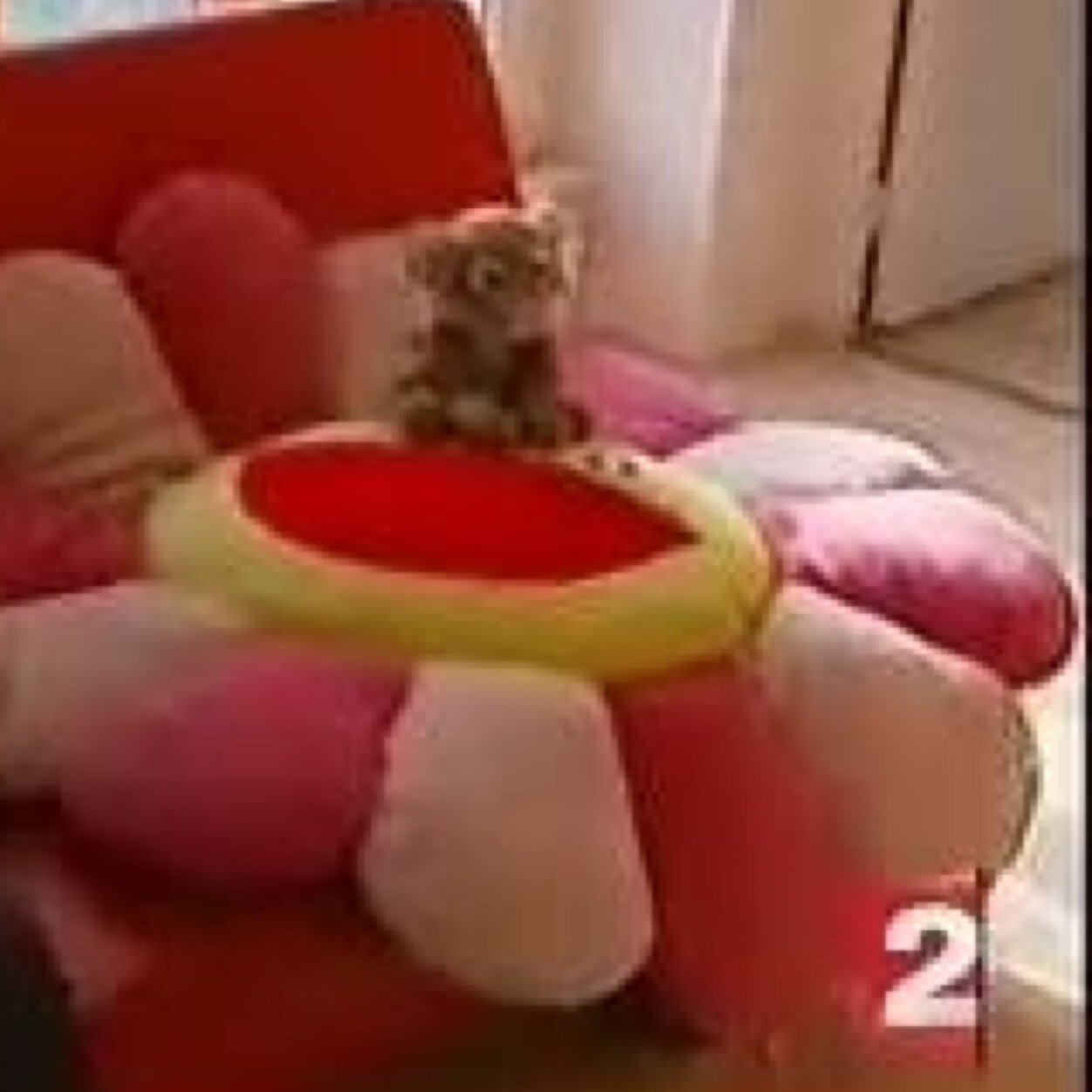 Rare espèce parisienne du Tigre prêchant la bonne parole du #LobbyFelin dans le monde entier