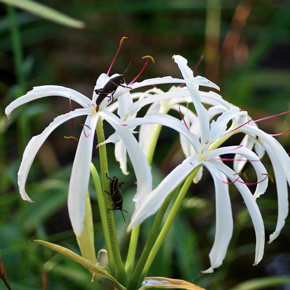 Happehatchee Center, a part of the beautiful “old” Florida landscape in Estero, Fl, is an Eco-Spirituality center located in a serene Southwest Florida oasis.