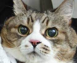 g4npunx55's profile picture. 