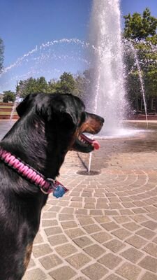 josif319's profile picture. 