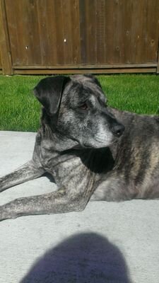 deschamps535's profile picture. 