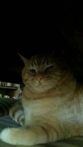 im a cat