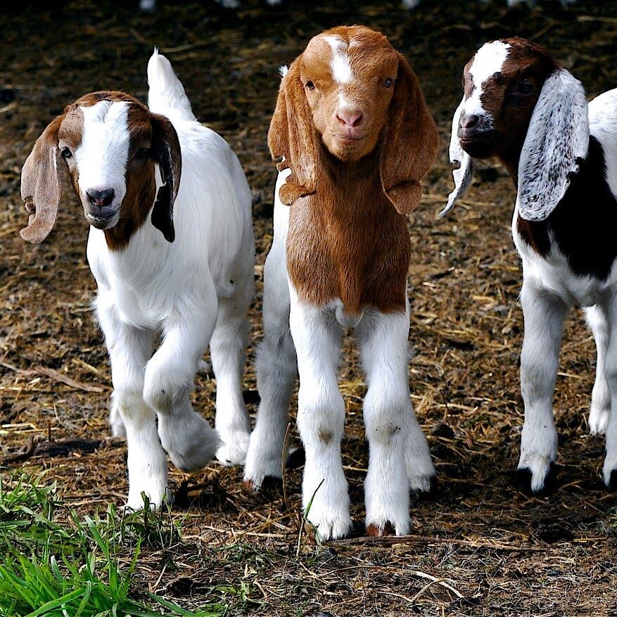 atlantic_elite's profile picture. Unique group of companies ranging from manufacturing to agriculture. Stitchin' Fever Custom Sewing, Stud Me Out Stables and Hay Hugger.