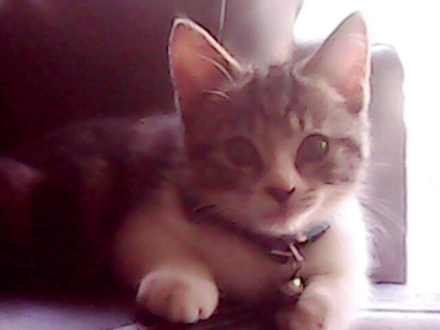 I'm A Cat My Colors Black And White You Can Call Me Miku My Owner Very Good Her Name Audy And Audrey My Mother Name Bee-Bob My Father Name Cimo