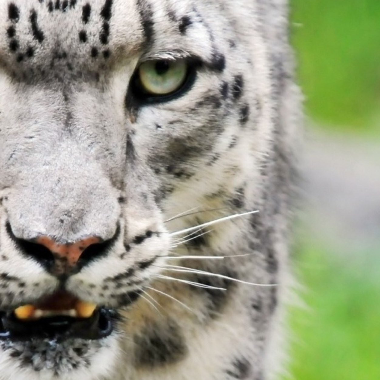 7373Hi's profile picture. 朝ドラ、大河、MotoGP、猫