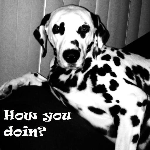 Cryptocurrency, Beach and hanging with P.D. Spotsworthy #1Dalmatian
