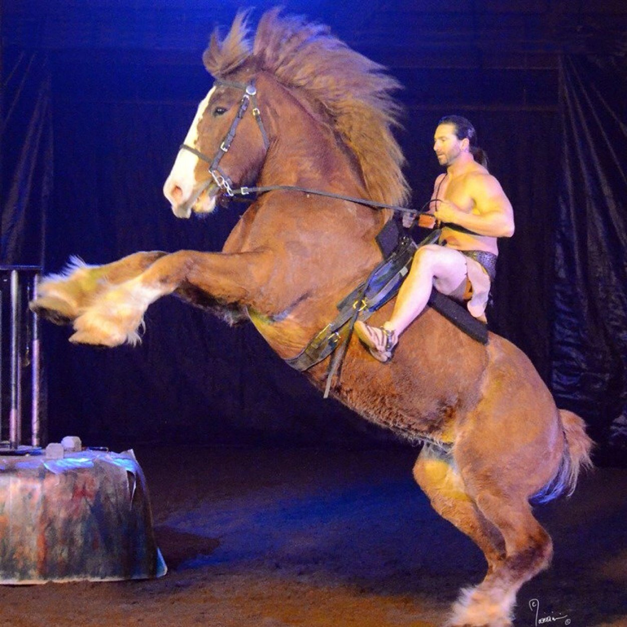 Join an unstoppable force of passionate performers who LOVE our horse in a heart pounding gladiator-esque show!  Next stop: AUSTIN, TX!