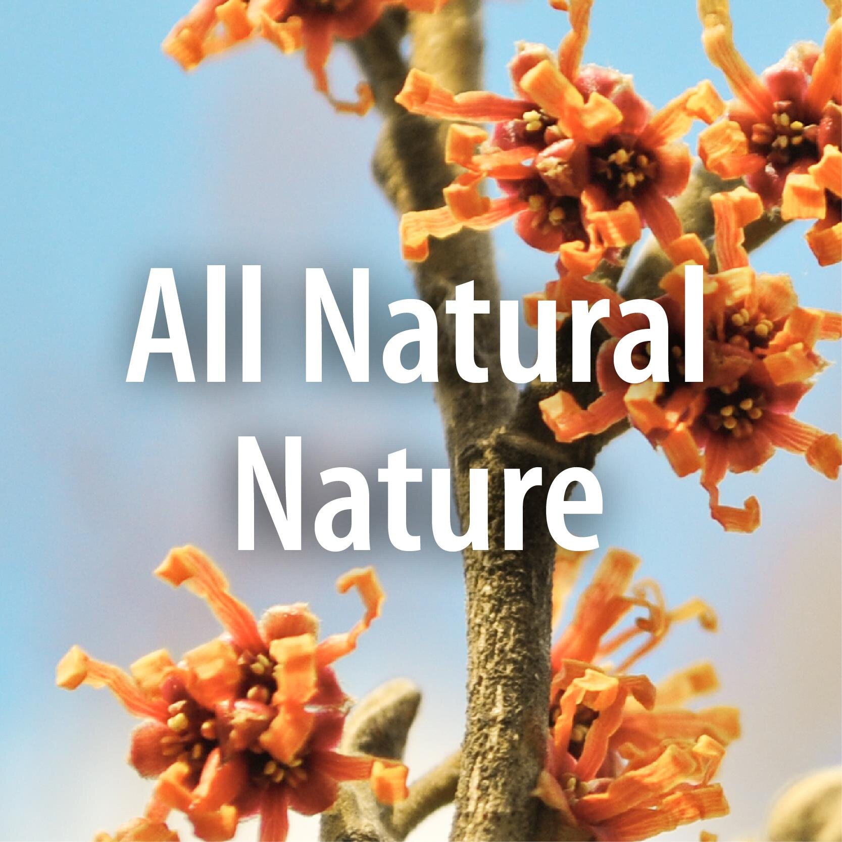 Open Up Your Senses & Discover All That Natural Nature has to offer. Fresh Beautiful Content Daily!