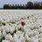 platon1111's profile image