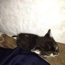 I love animals I have 9 cats and 1 dog